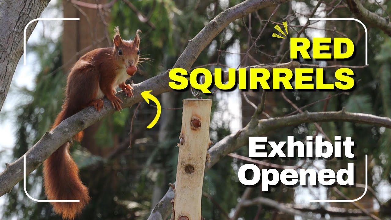 Red Squirrel Exhibit Open