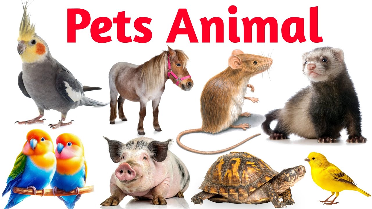20 पालतू जानवरों के नाम बच्चों के लिए | Learn Pet Animals in English and Hindi | Cute Pet Video