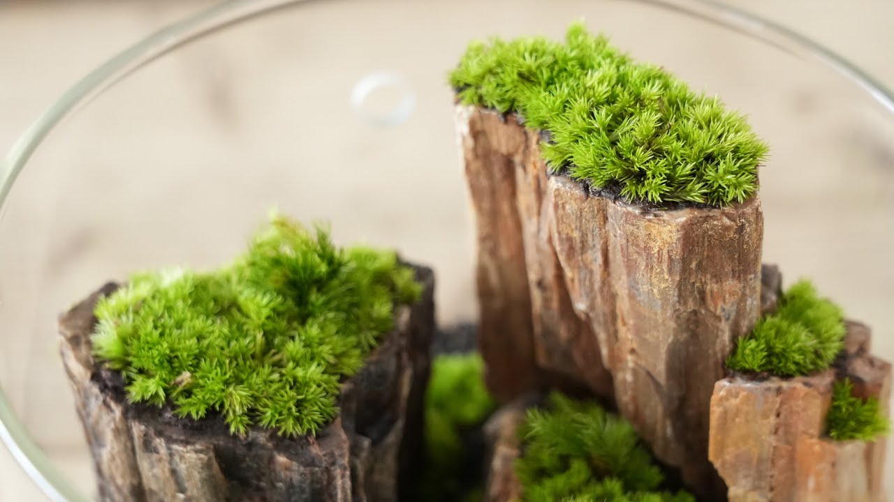 峡谷の苔テラリウムの作り方　#134