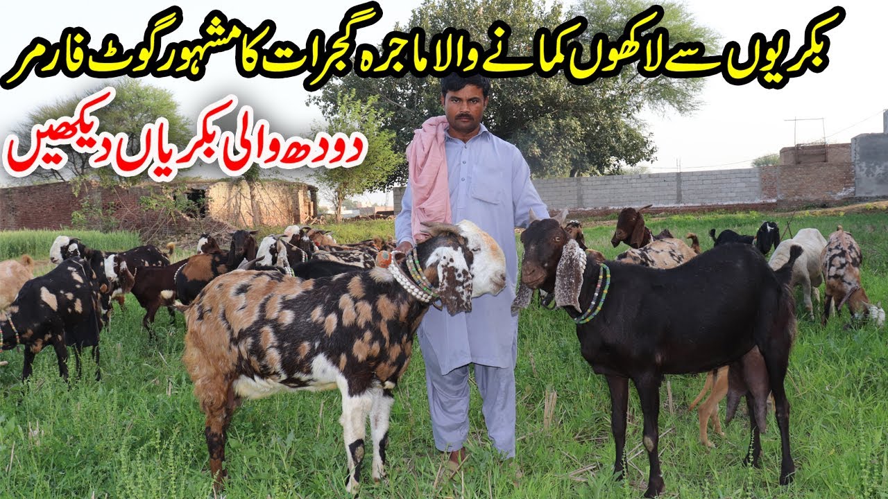 Famous Goat Farmer of Majra Gujrat Latest Goats Farming Interview 2021 | Gujrati Beetal Goats