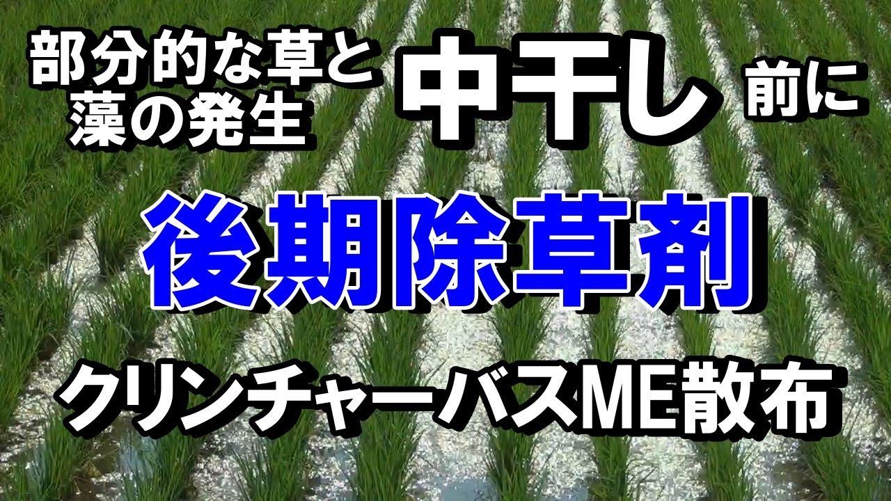 中干し前に後期除草剤クリンチャーバスME散布・・中干しをして1週間後、藻と草はどうなったのか？