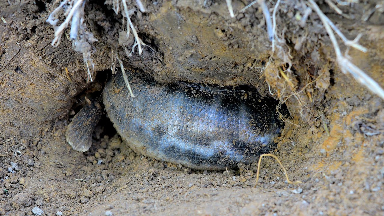 Unbelievable founding big fish in underground hole
