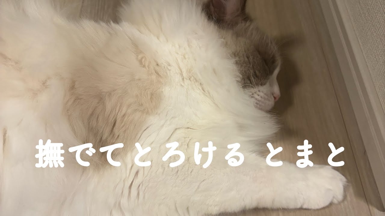 ラグドールのとまと🐈ひたすらとまとを撫でる動画😴最後にちょろっとばじたんとの交流❣️撫でて〜って目の前にゴロンとしてきたので、たくさん撫でました♡ #ラグドール #猫のいる暮らし #癒し