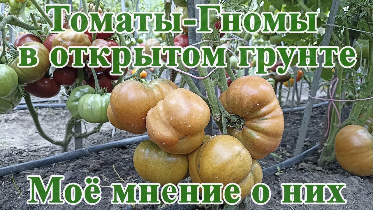 Томаты Гномы в открытом грунте  Моё мнение о них