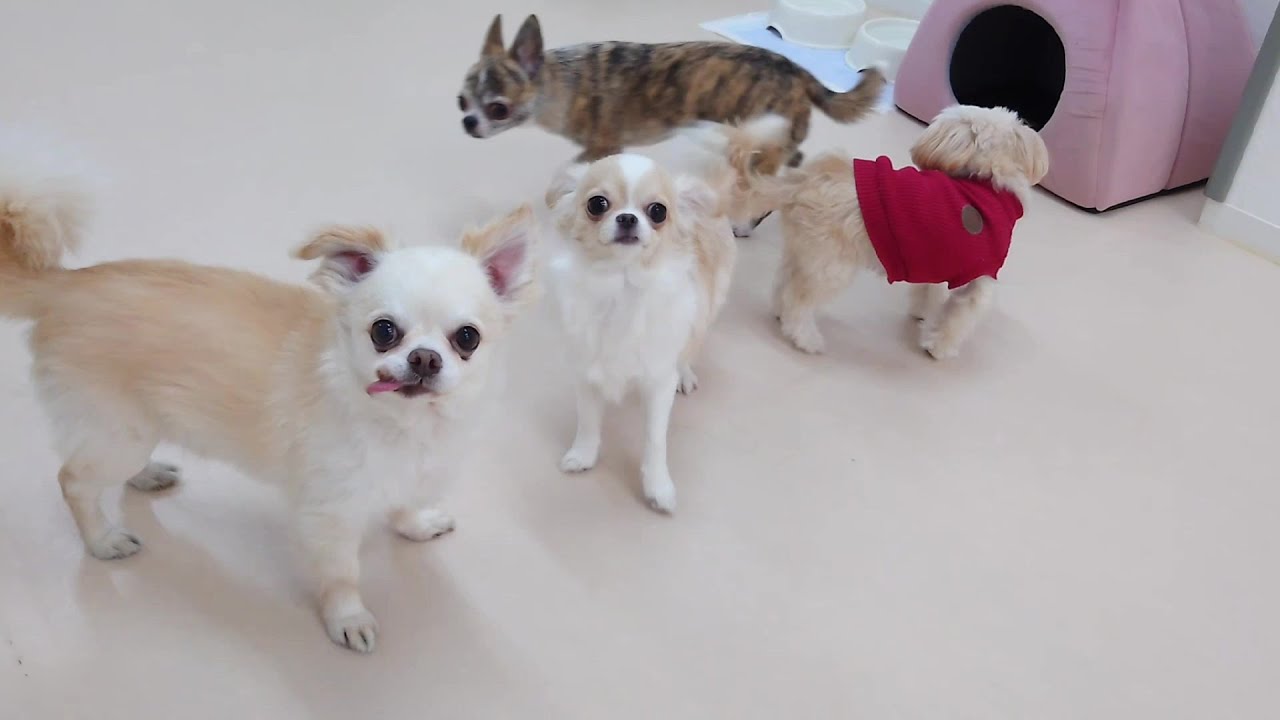 チワ族が多い日　🐶ひみつきちなう！①🐶  2026年1月30日