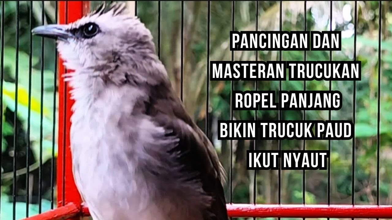 Masteran TRUCUKAN GACOR Ngalas Tarung ROPEL Paling Bagus Untuk Pancingan TRUCUK Agar Bunyi Nyaut