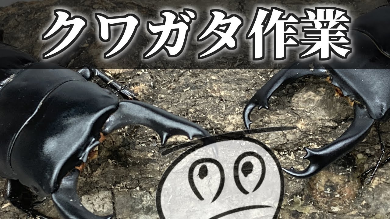 クワガタの作業します