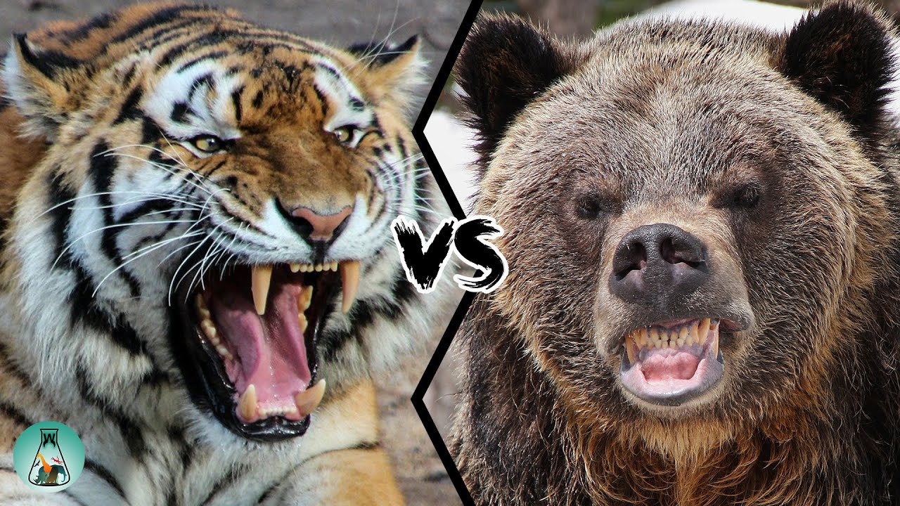 СИБИРСКИЙ ТИГР VS ГРИЗЛИ — Кто сильнее?