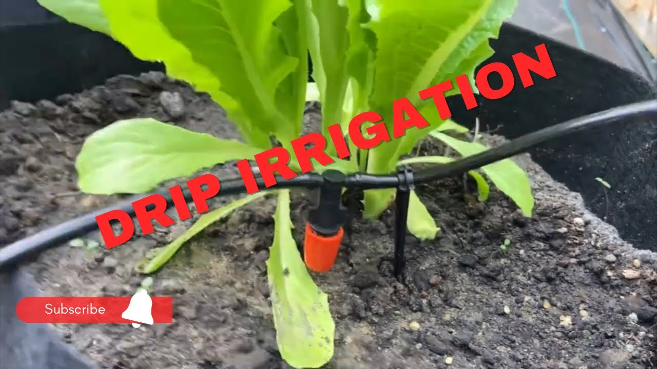 Installing A Drip Irrigation System In The High Tunnel Greenhouse￼
