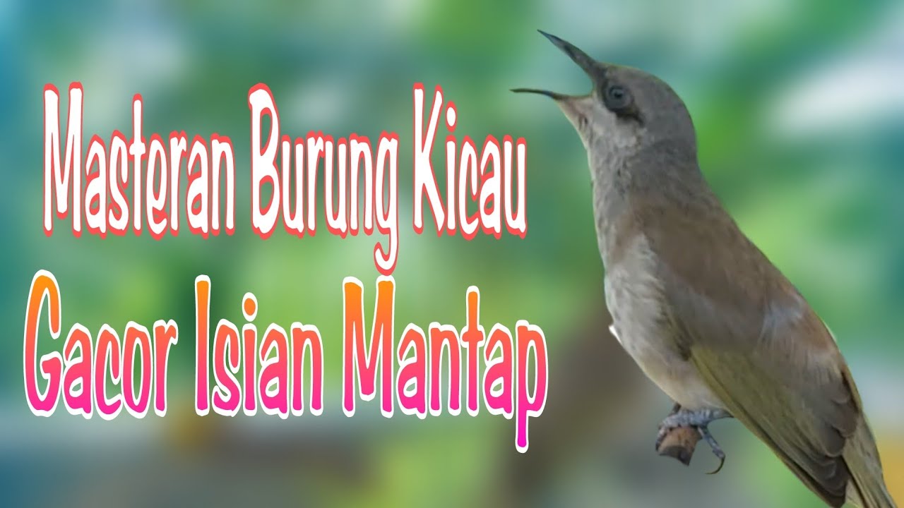 Kecial Kombok Gacor Tembakan Rapat - Cucak Kombo Isian Kunti Buat Masteran dan Pancingan Part 13
