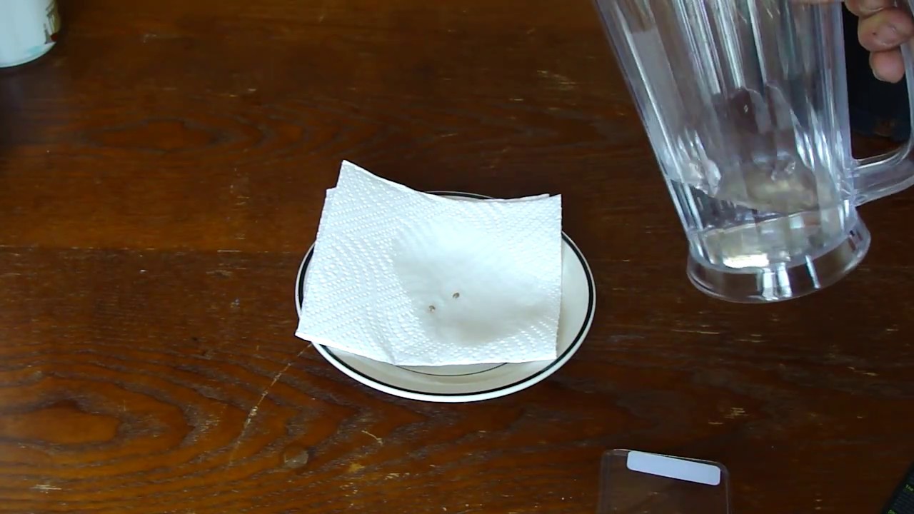 HOW TO GERMINATE SEEDS!