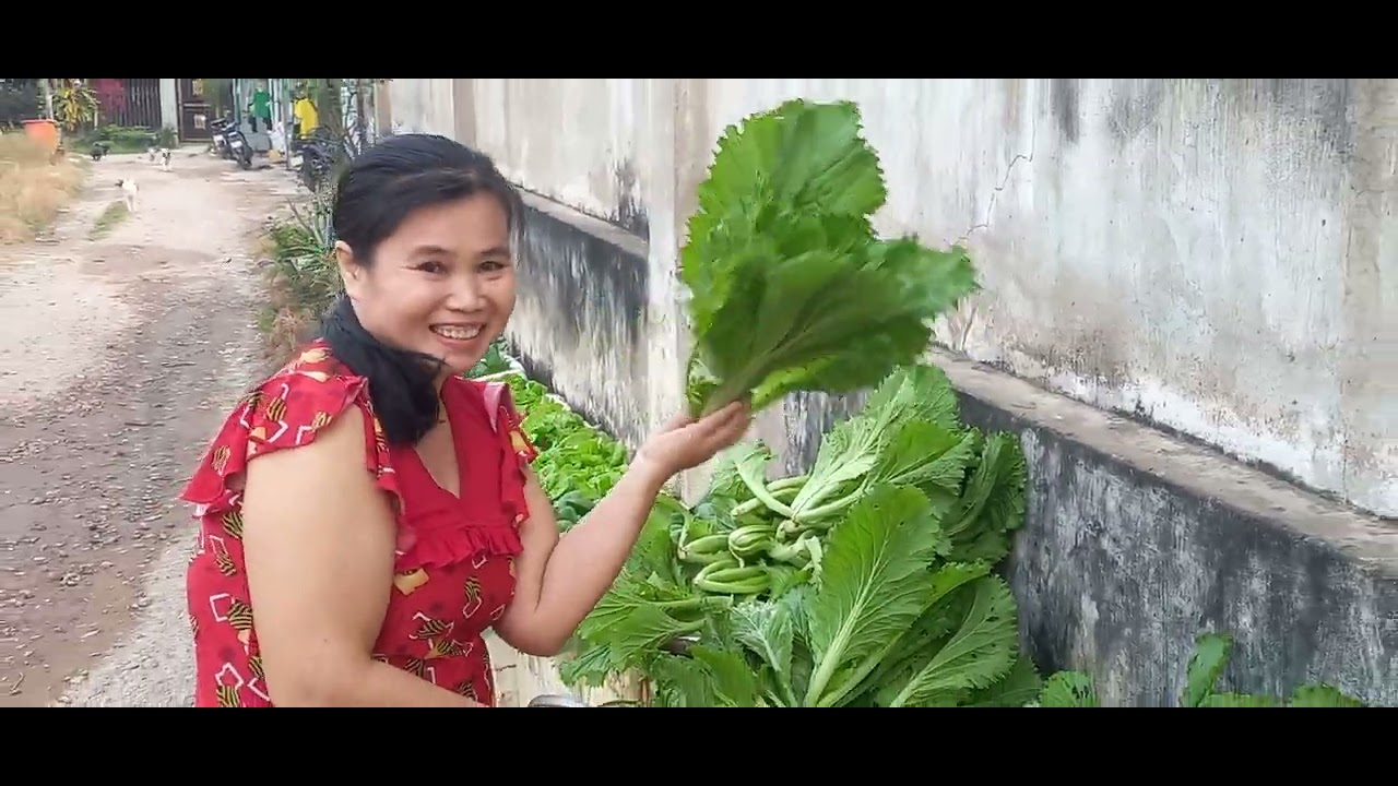 Cùng em thu hoạch cải bông hồng 