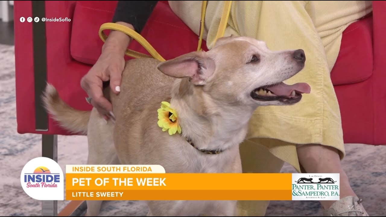 Meet Sweetie: 6-year-old dog looking for forever home at Broward shelter