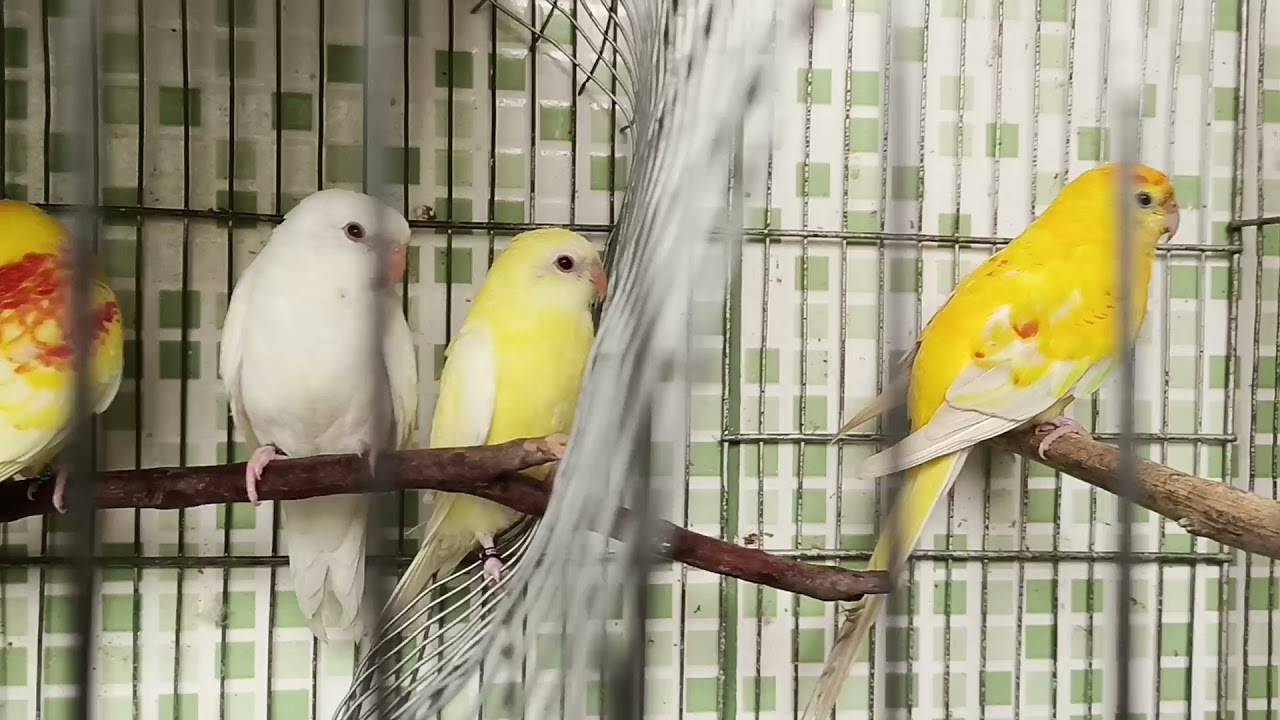 periquito red rumped bate na fêmea