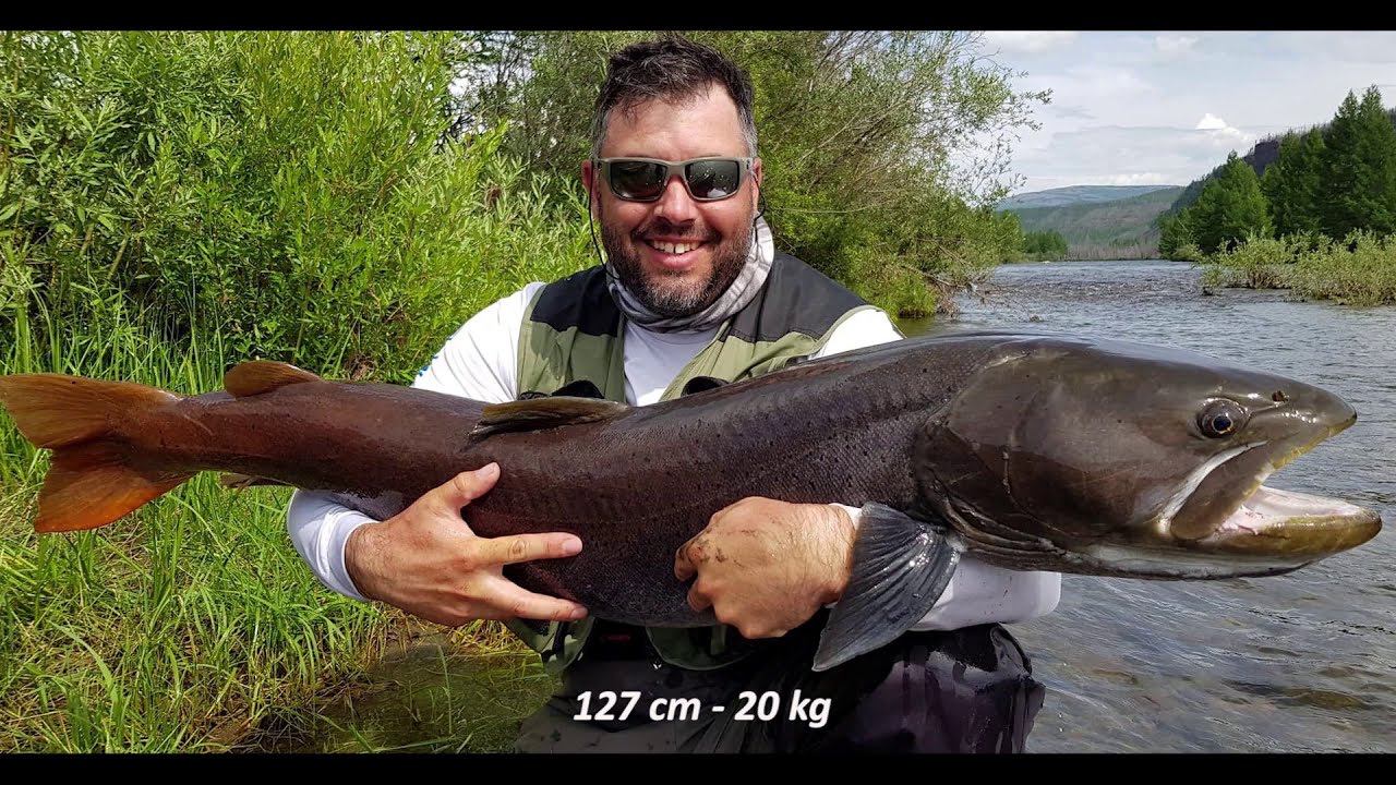 Gros Taimens en mongolie , lodge tsataan,