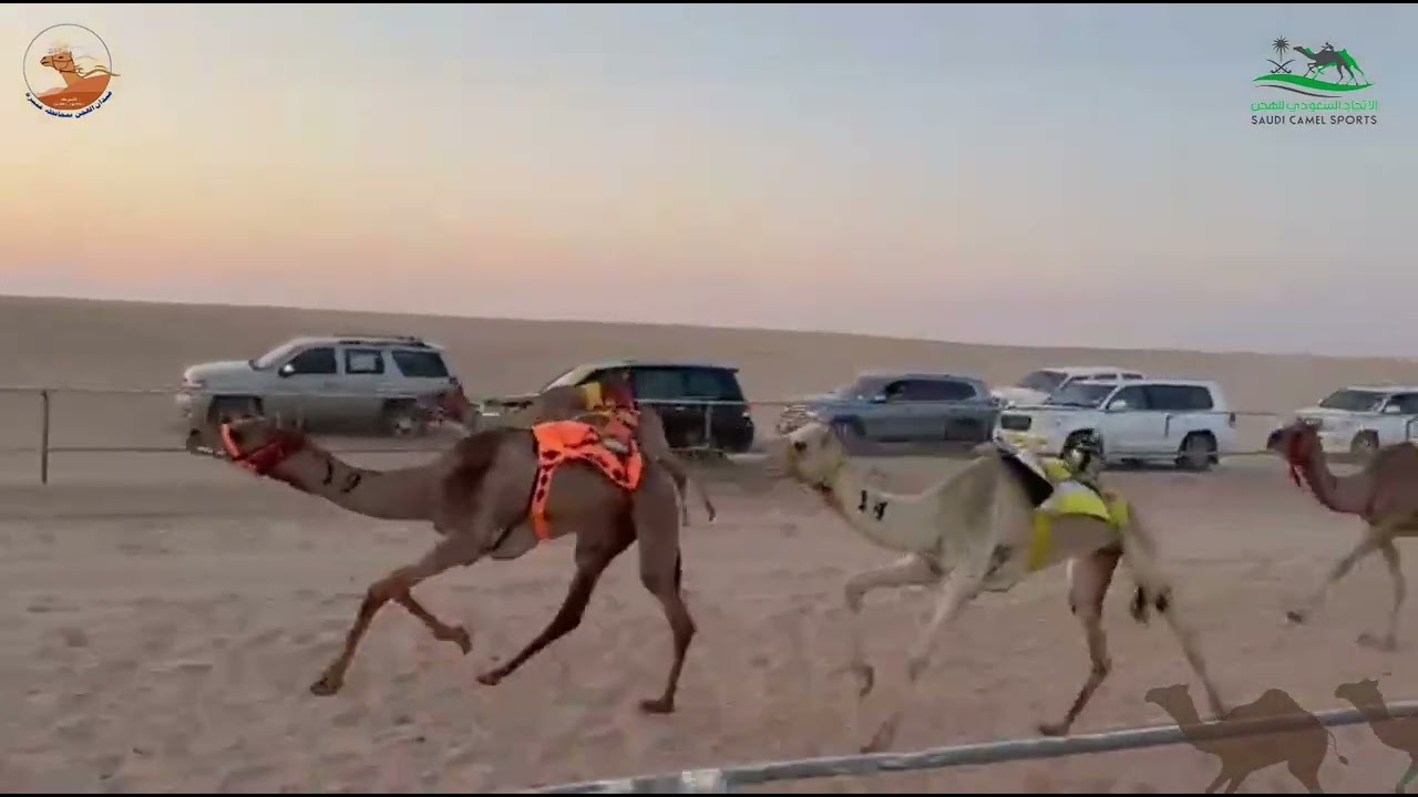الشوط الاول حيل | سيوف|  مشوح بن عساف العنزي