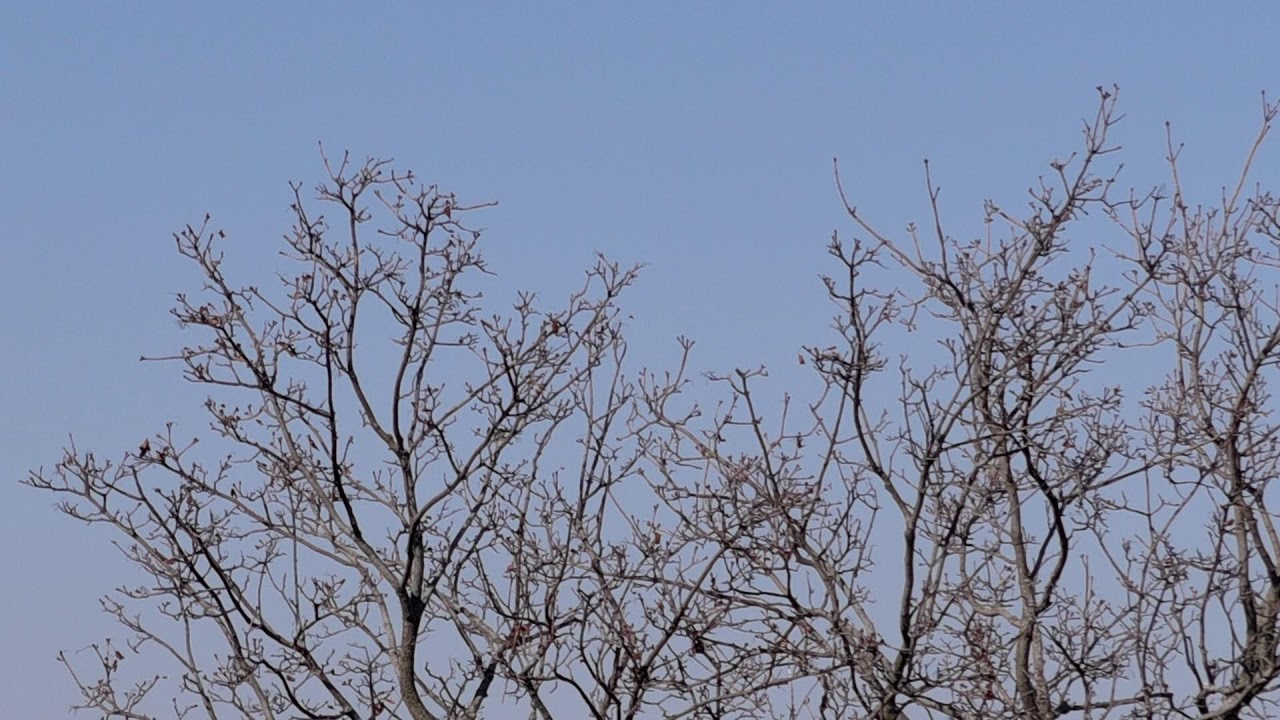 Birds On The Tree Siple 265H