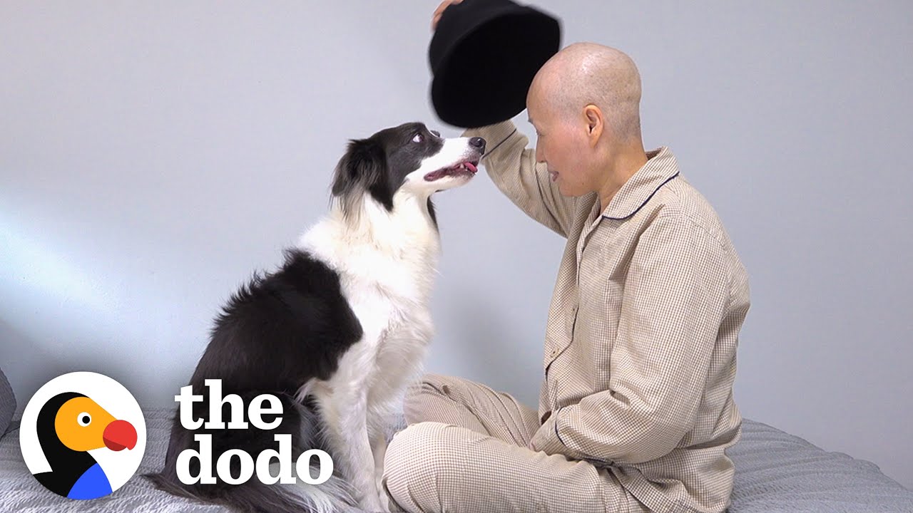 Dog Waits For Months For Mom To Come Home From The Hospital | The Dodo