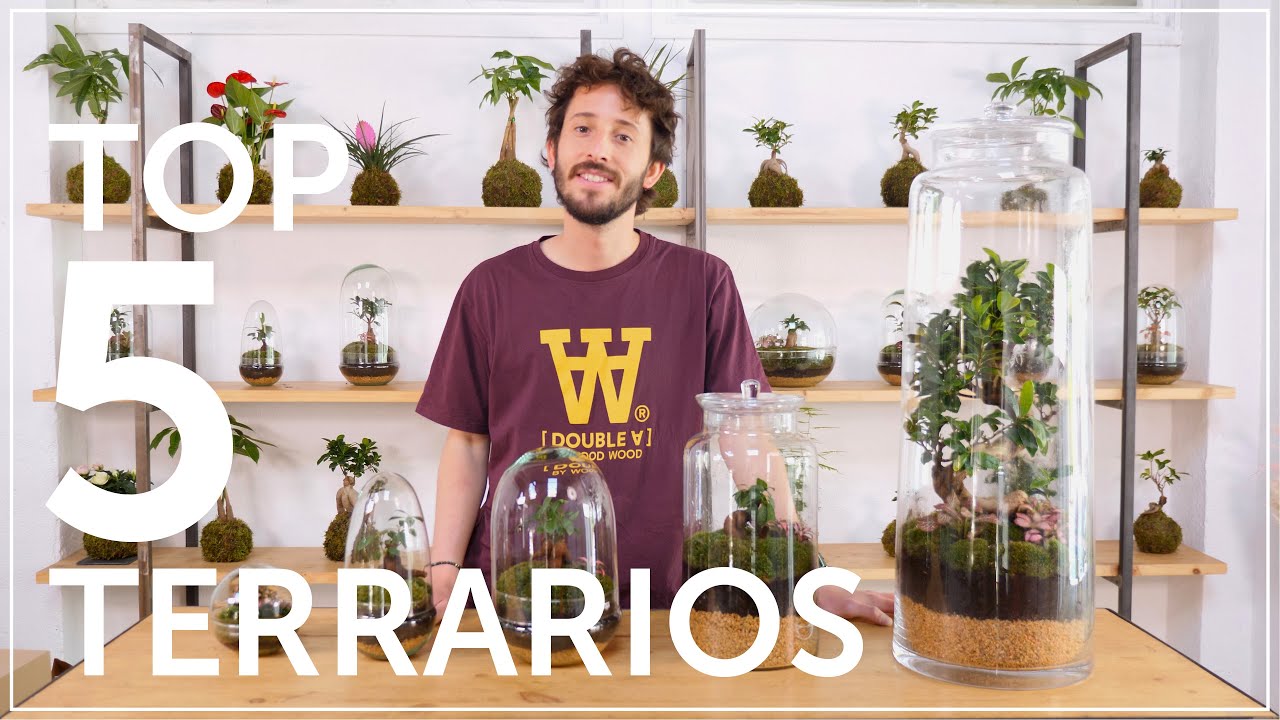 TOP 5 TERRARIOS