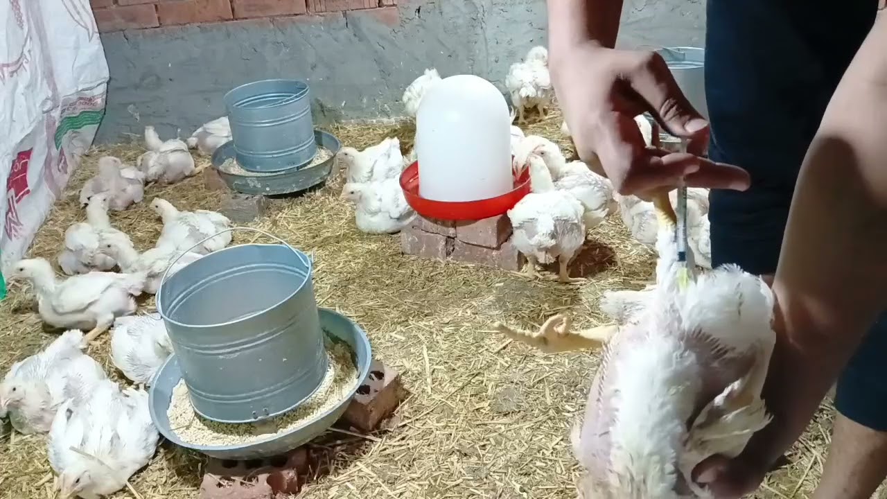 حقن الفراخ البيضه 💉 للامرض علاج البرد بكل الطرق مش هتحتاج حد يقولك تحقنهم ازاي وتعالج البرد المستعصي