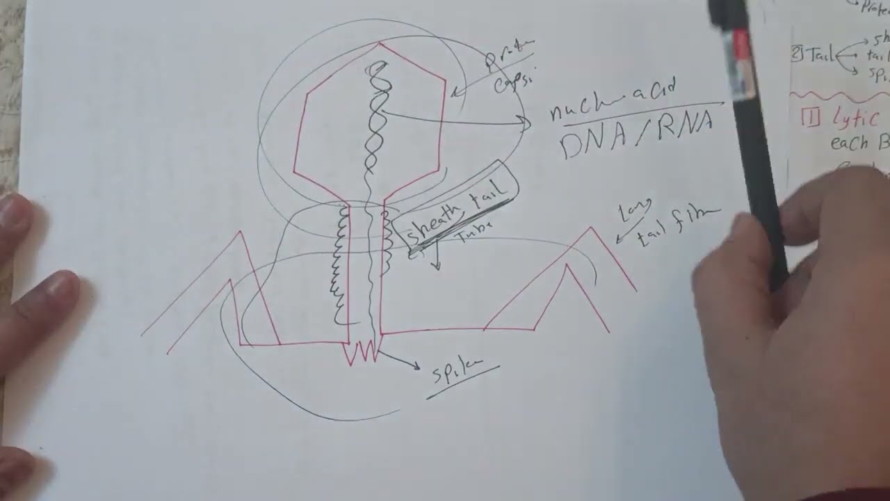 تلخيص bactreophage Microbiology 