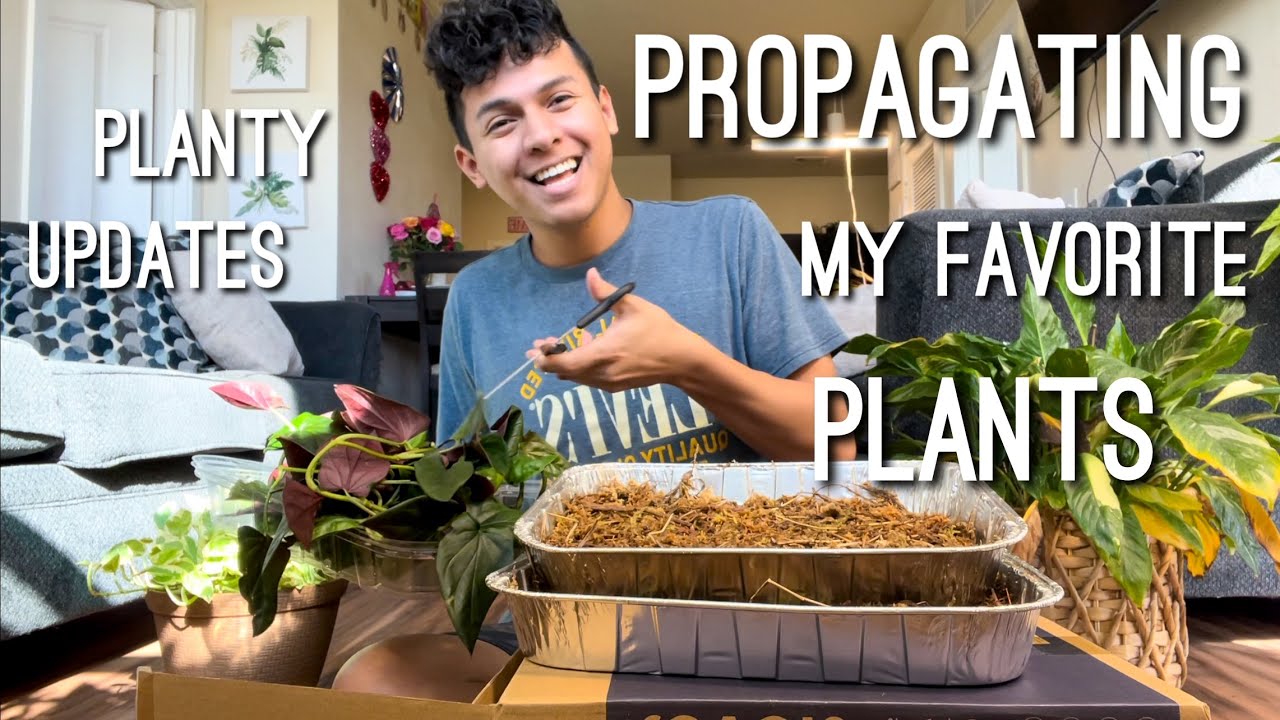 Houseplant Updates & How I Propagate my Houseplants in Sphagnum Moss