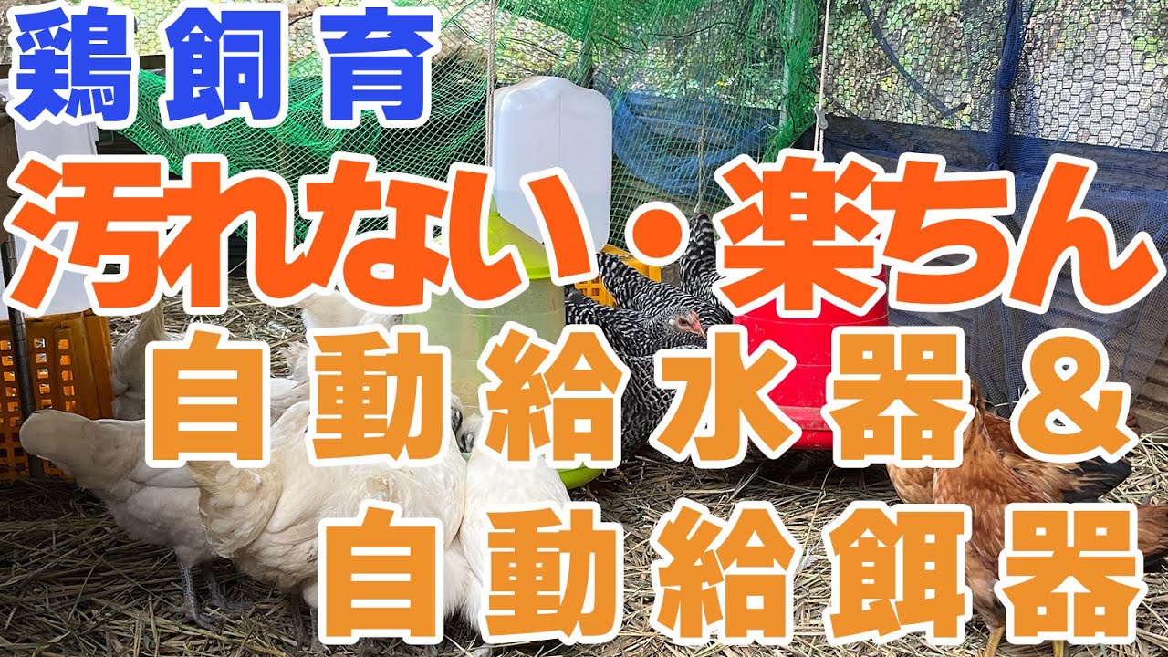 【鶏飼育】【便利グッズ】衛生的！自動給水器と自動給餌器について
