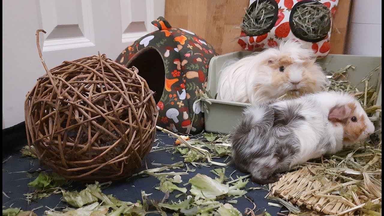 The boys have a new chewing toy!