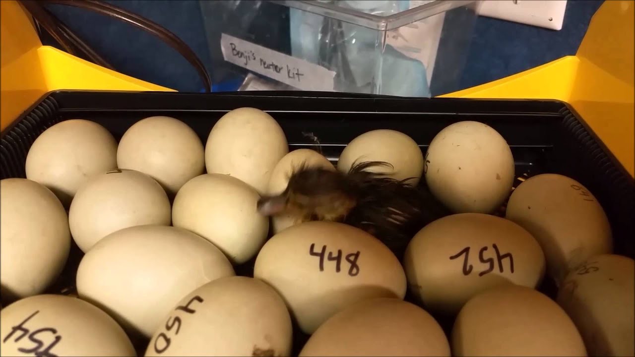 Mallard, Just Hatched-Nature's Nursery