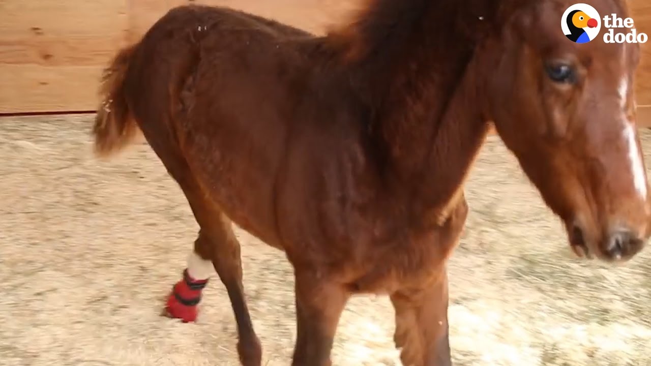 Baby Horse Gets A New Leg So He Can Walk