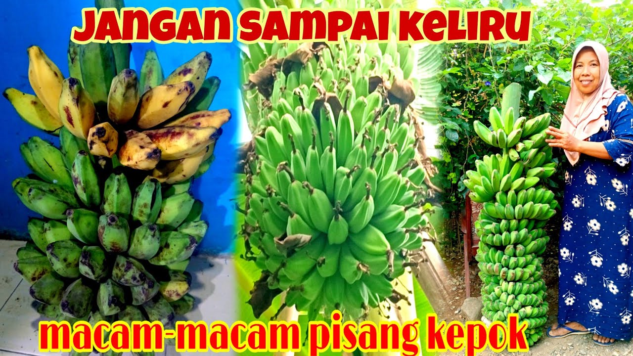 PERBEDAAN PISANG KEPOK KUNING, KEPOK TANJUNG DAN SOBO KEPROK