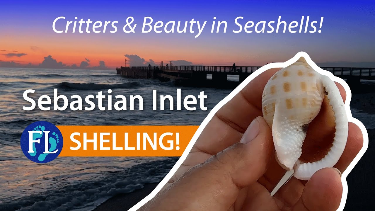 Shelling Sebastian Inlet. 🐚 Teeming with life!