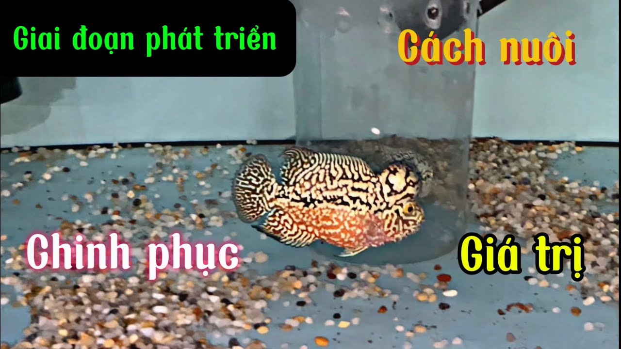 10/9 phân tích giai đoạn phát triển của bé Kamfa F2 super Vip. GROW UP kamfa F2 #goccuatai #cálahán