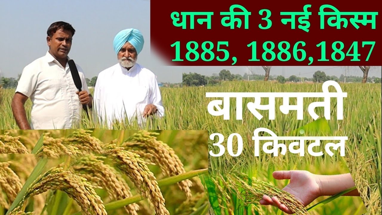 Dhan ki new kism, 1886,1885, 1847, धान की 3 नई किस्म 1885, 1886, 1847, top new variety of Paddy