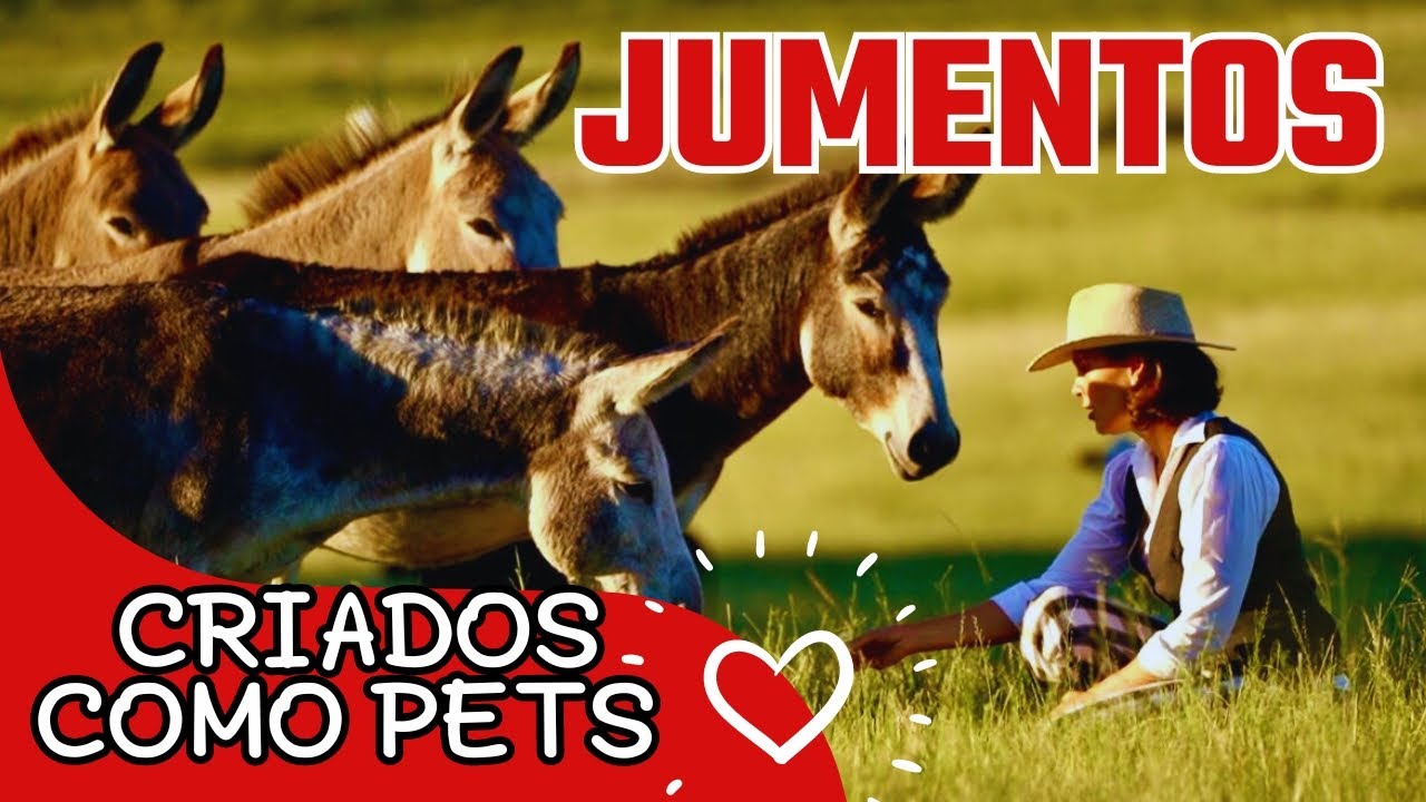 Jumento criado como pet, animal de estimação. Vem ver. 