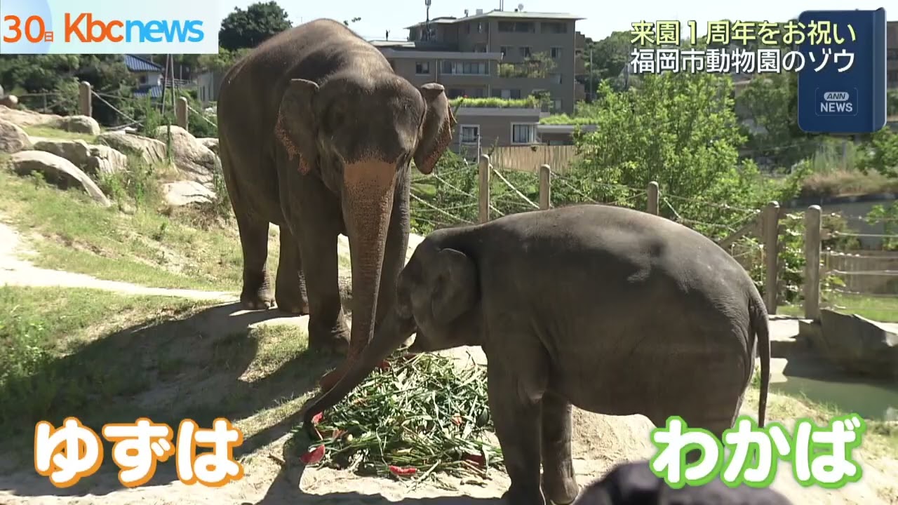 福岡市動物園にアジアゾウ来園１周年