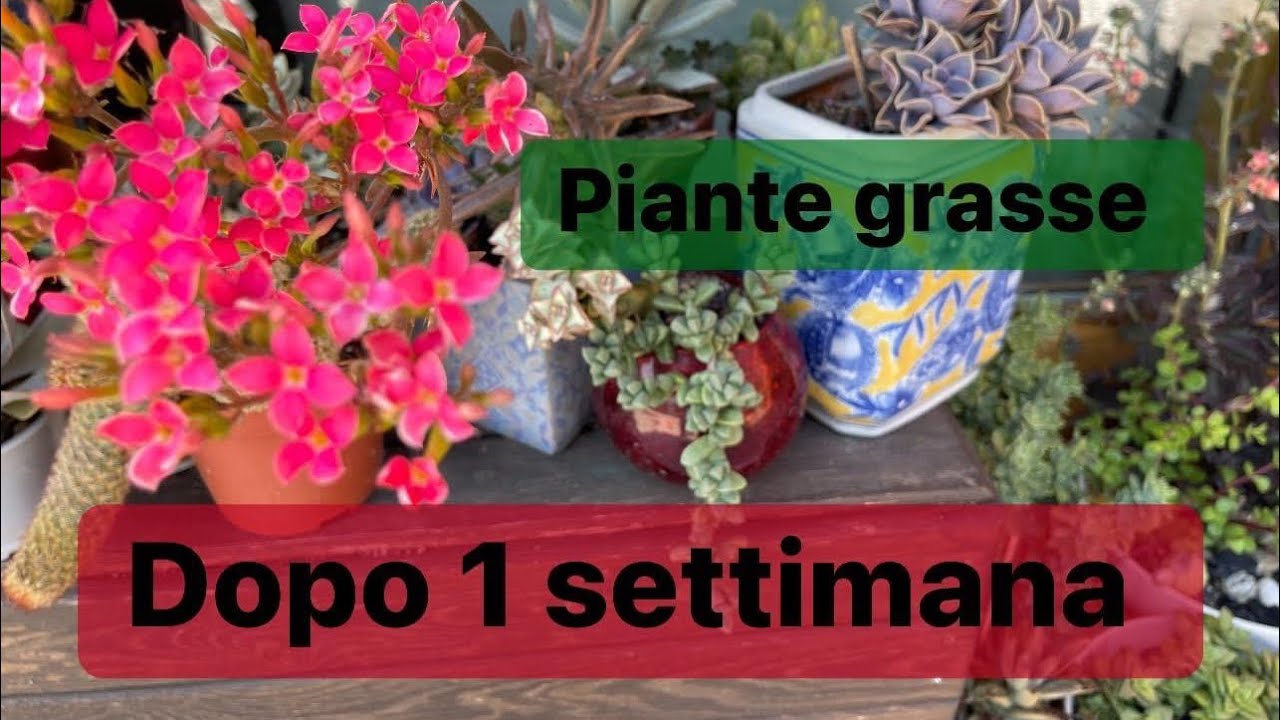 Piante grasse dopo una settimana senza cure ,sotto sole e pioggia