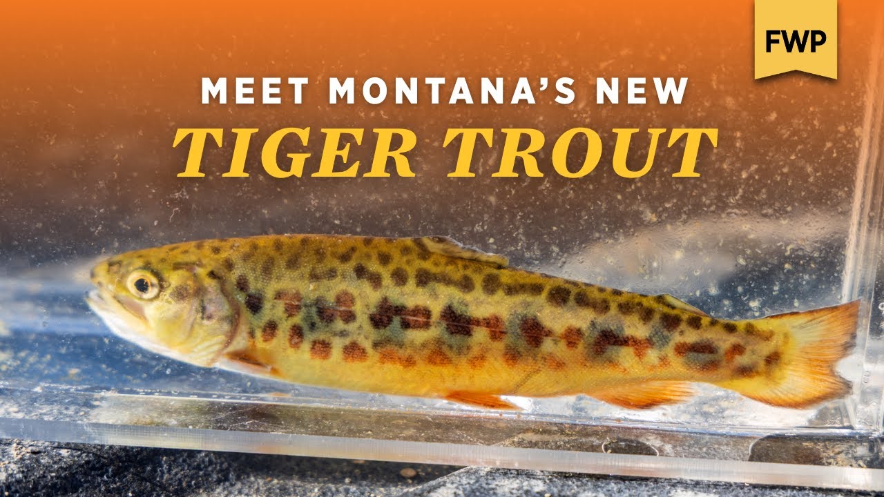 New Fish in Montana, Introducing Tiger Trout
