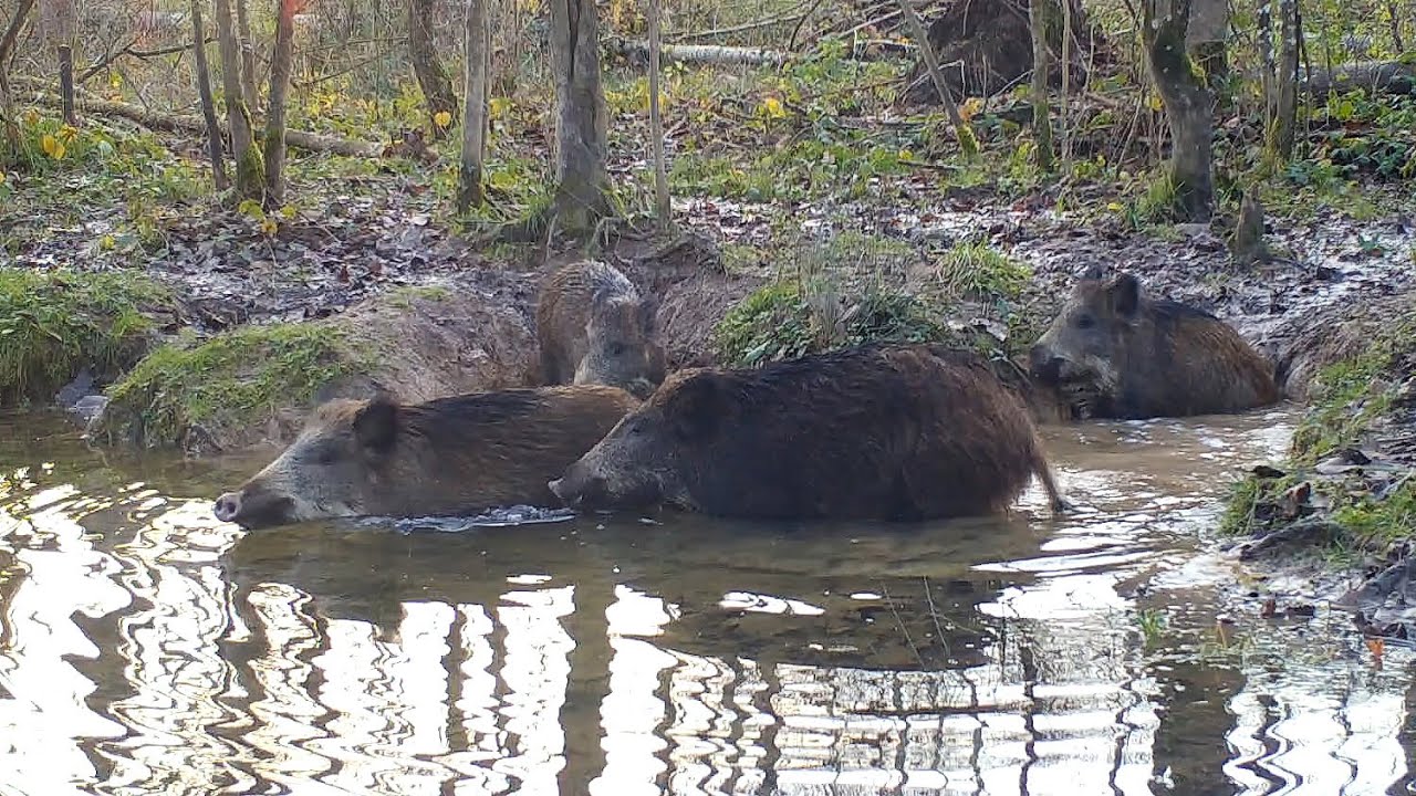 Une souille exceptionnelle Episode 5: piège photo - 1080p 60fps