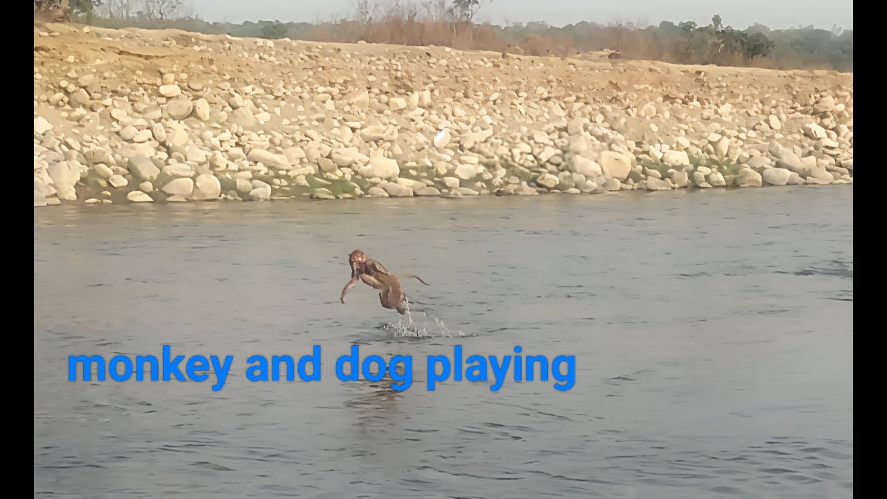 Monkey and dog
