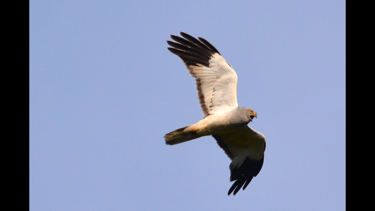 Birding Southern Scandinavia summer 2024