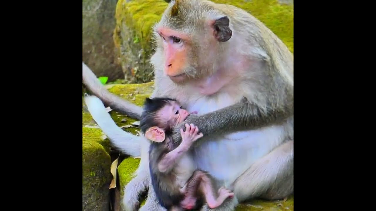 Two tiny monkeys cuddled close to mama 🐒👶💞 learning that love is the first and most important ..