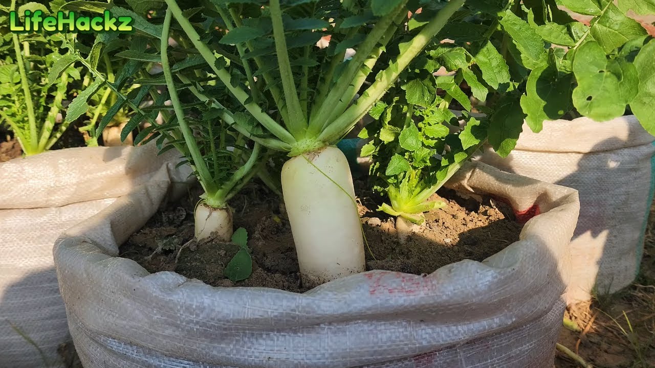Growing root vegetables in containers