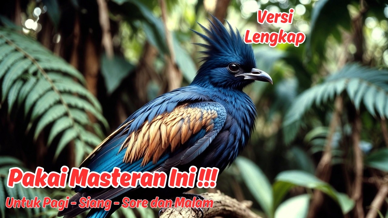 Masteran atau Pancingan Murai Batu Harian Auto Fighter Mode