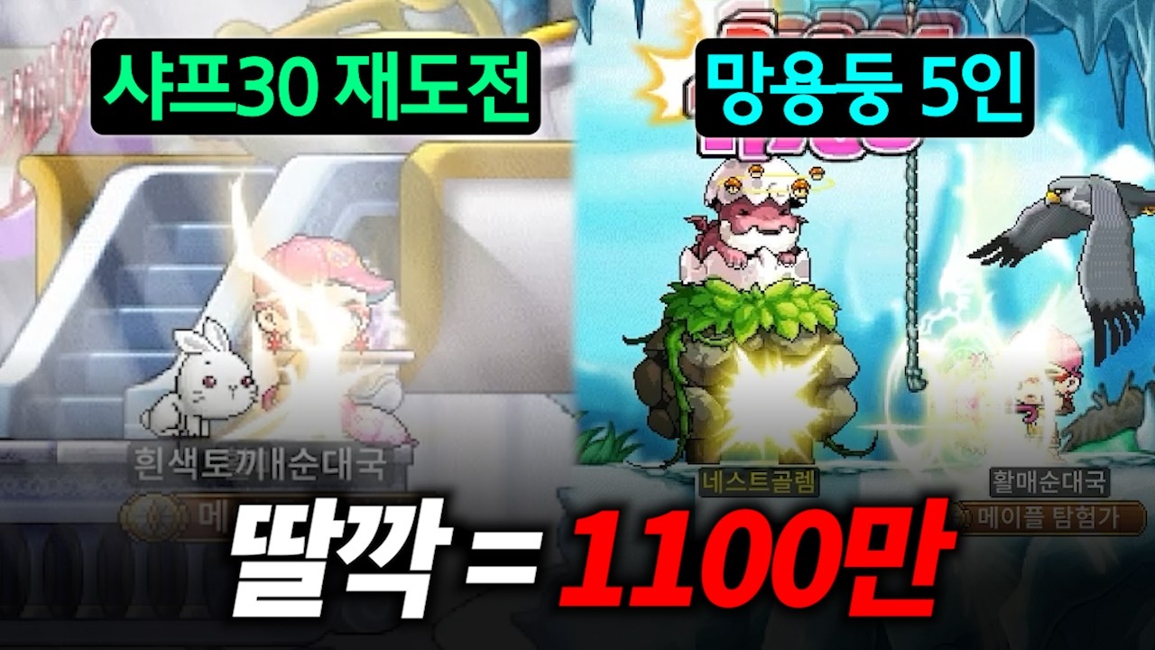 도태된 보마들을 위한 최고의 
