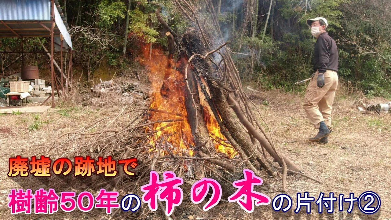【廃墟の跡地で樹齢５０年の柿の木の片付け②】＃基地づくり２（野焼き）