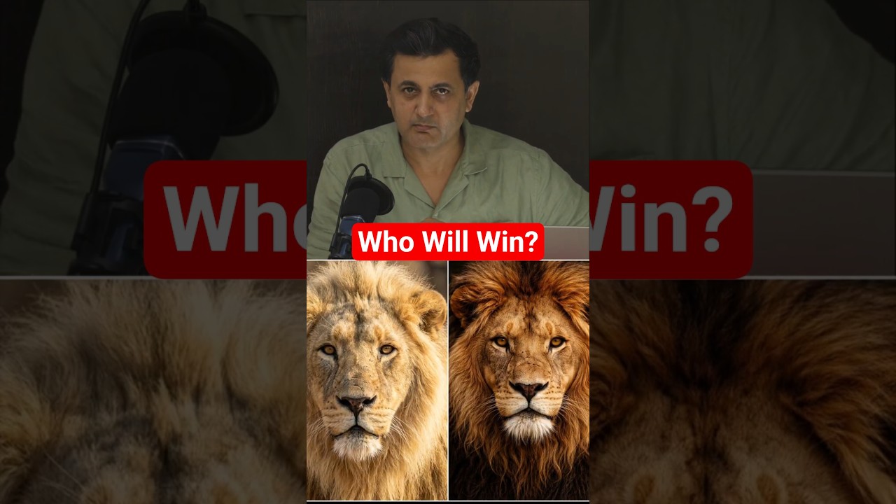 Asian Lion vs African Lion &ndash; What&rsquo;s the Real Difference?