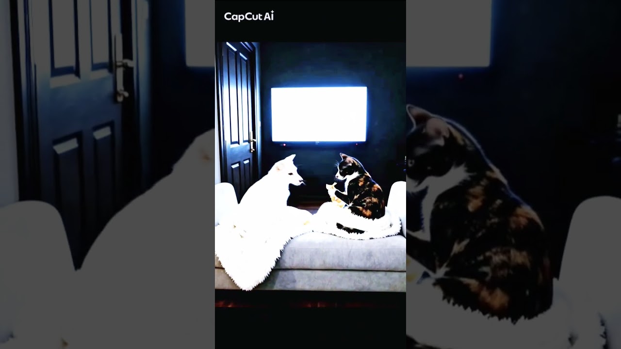 Al  뭉치    🐶🐈‍⬛