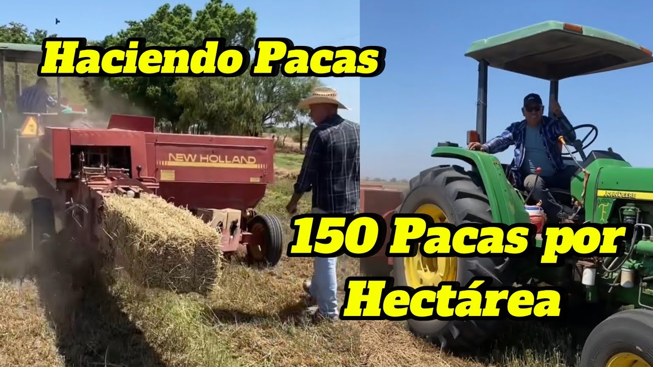 Aqui se levantan 150 Pacas de Alfalfa por hectárea 😯 Don Pancho Haciendo Pacas✔️ #viralvideoシ 