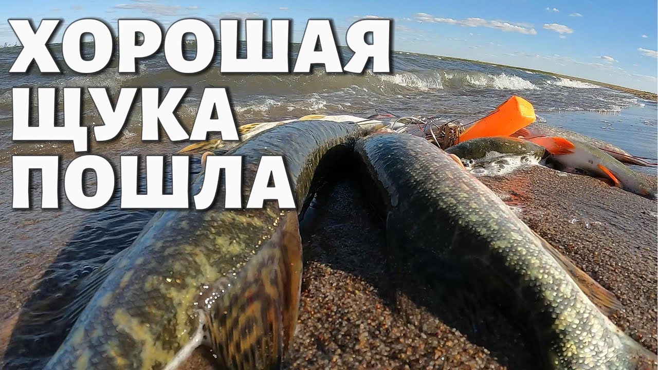 ХОРОШАЯ ЩУКА ПОШЛА на СПИННИНГ #рыбалка